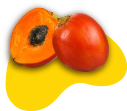 Chontaduro - Agroexpo Cali